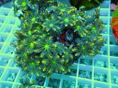 画像2: No.3 ツツウミヅタ イエローライン (2)