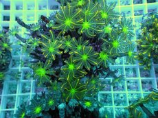 画像1: No.4 ツツウミヅタ イエローライン (1)