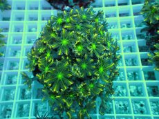 画像1: No.5 ツツウミヅタ イエローライン (1)