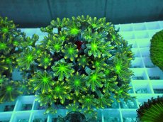 画像1: No.6 ツツウミヅタ　イエローライン (1)