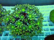 画像2: No.6 ツツウミヅタ　イエローライン (2)