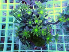 画像1: No.7 ツツウミヅタ イエローライン (1)