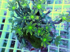 画像2: No.7 ツツウミヅタ イエローライン (2)