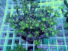 画像1: No.8 ツツウミヅタ イエローライン (1)