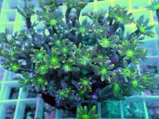 画像2: No.8 ツツウミヅタ イエローライン (2)