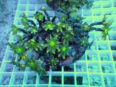 画像1: No.9 ツツウミヅタ イエローライン (1)