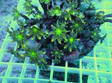 画像2: No.9 ツツウミヅタ イエローライン (2)