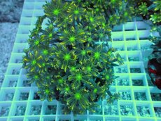 画像1: No.10 ツツウミヅタ　イエローライン (1)