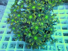 画像2: No.10 ツツウミヅタ　イエローライン (2)