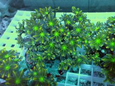 画像1: No.11 ツツウミヅタ イエローライン (1)