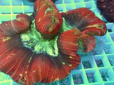 画像2: No.1 ブレインコーラル レッドマルチ (2)