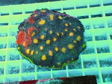 画像1: No.1 【RARE】Echinophyllia sp (1)