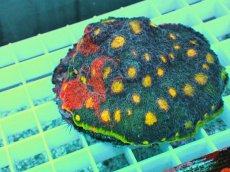 画像2: No.1 【RARE】Echinophyllia sp (2)