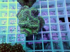 画像1: No.1 オオタバサンゴ (1)