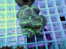 画像2: No.1 オオタバサンゴ (2)