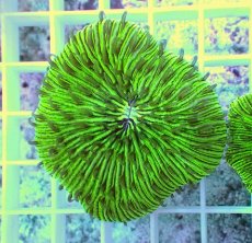 画像1: No.2 クサビライシ グリーン 店内増殖個体 (1)