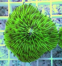 画像2: No.2 クサビライシ グリーン 店内増殖個体 (2)