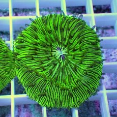 画像1: No.3 クサビライシ　グリーン　店内増殖個体 (1)