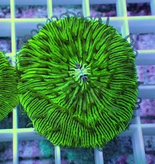 画像2: No.3 クサビライシ　グリーン　店内増殖個体 (2)