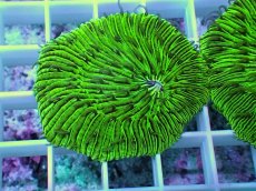 画像1: No.4 クサビライシ グリーン 店内増殖個体 (1)