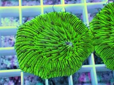 画像2: No.4 クサビライシ グリーン 店内増殖個体 (2)