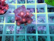 画像2: No.01 ハナガササンゴ レッド (2)