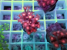 画像1: No.02 ハナガササンゴ　レッド (1)