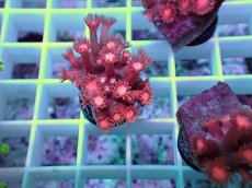 画像2: No.02 ハナガササンゴ　レッド (2)