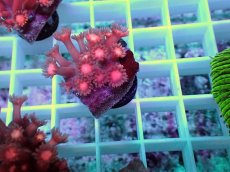 画像1: No.03 ハナガササンゴ レッド (1)