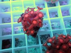 画像2: No.04 ハナガササンゴ レッド (2)