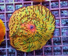 画像1: No.5 クサビライシ スペシャル個体 (1)