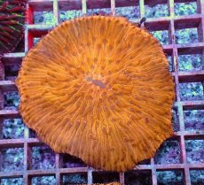 画像1: No.6 クサビライシ オレンジ (1)