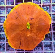 画像2: No.7 ワレクサビライシ スペシャル個体 (2)