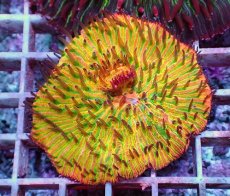 画像1: No.8 クサビライシ スペシャル個体 (1)