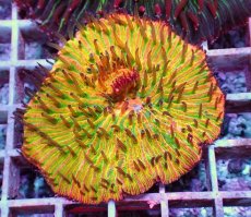 画像2: No.8 クサビライシ スペシャル個体 (2)