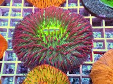 画像1: No.9 クサビライシ スペシャル個体 (1)