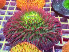 画像2: No.9 クサビライシ スペシャル個体 (2)