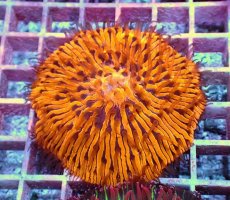 画像1: No.10 クサビライシ　スペシャル個体 (1)