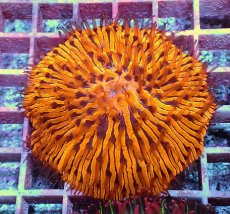 画像2: No.10 クサビライシ　スペシャル個体 (2)