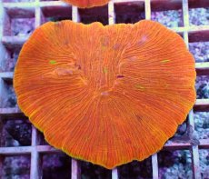 画像1: No.11 ワレクサビライシ　スペシャル個体 (1)