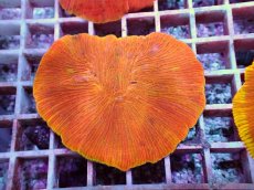 画像2: No.11 ワレクサビライシ　スペシャル個体 (2)