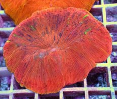 画像1: No.12 ワレクサビライシ　スペシャル個体 (1)