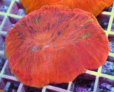 画像2: No.12 ワレクサビライシ　スペシャル個体 (2)