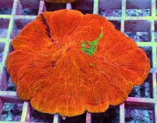 画像1: No.13 ワレクサビライシ　スペシャル個体 (1)