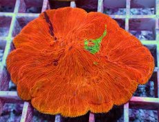 画像2: No.13 ワレクサビライシ　スペシャル個体 (2)