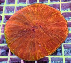 画像1: No.14 ワレクサビライシ　スペシャル個体 (1)