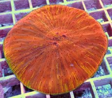 画像2: No.14 ワレクサビライシ　スペシャル個体 (2)