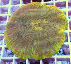 画像1: No.15 ワレクサビライシ　スペシャル個体 (1)