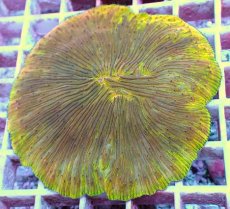 画像2: No.15 ワレクサビライシ　スペシャル個体 (2)