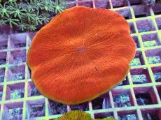 画像2: No.16 ワレクサビライシ　スペシャル個体 (2)